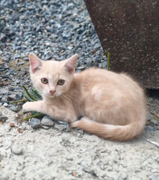 Отдам котят в добрые руки