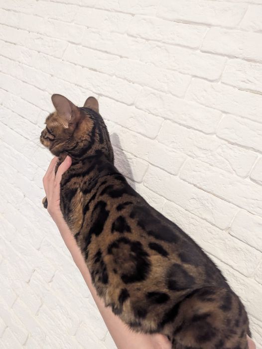Продам бенгальская кошка.