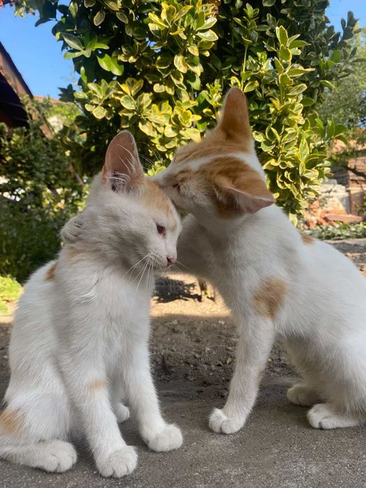 Подарявам малки котенца