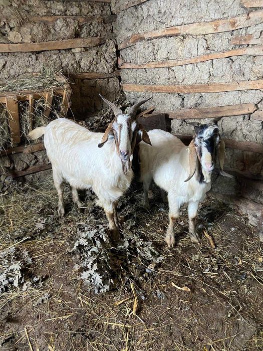 Vand 2 capre si 2 tapi ( anglonumbian si alpin)