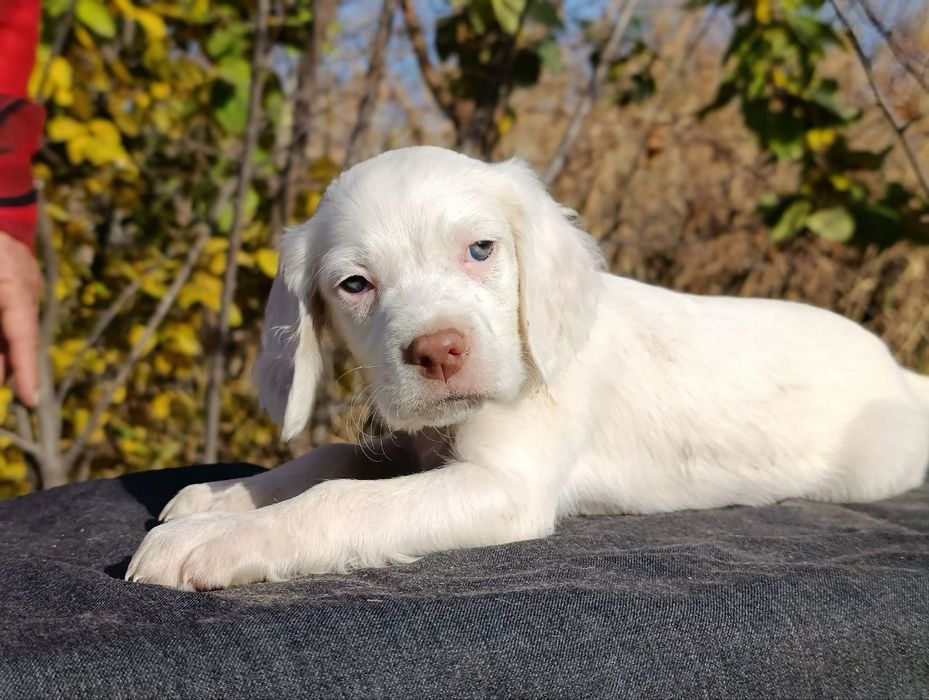 Щенки английского сеттера