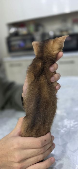 Продаётся Абессинский котята