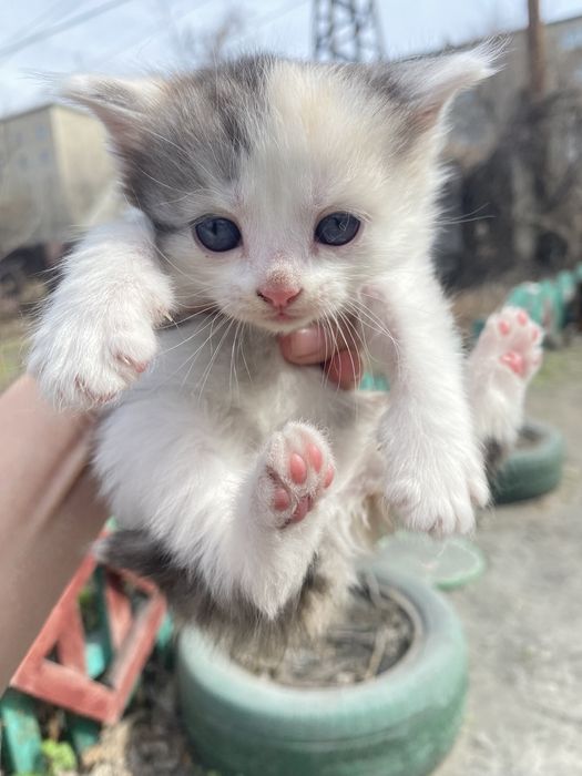 Котята 2,5 месячные