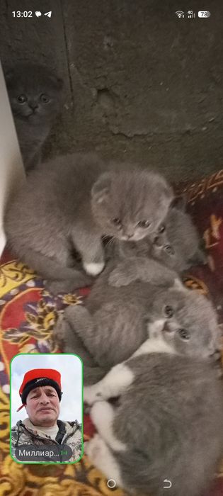 Продаются котята