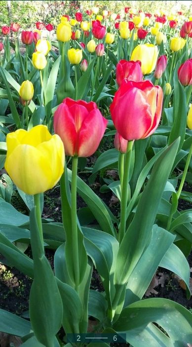 Тюльпаны Голландские на срез
