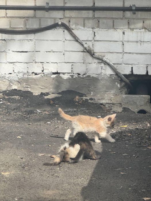 Срочно пристраиваются котята