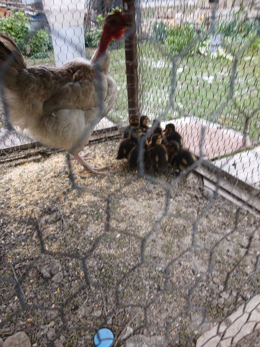 De vanzare closca cu 9 rate salbatice