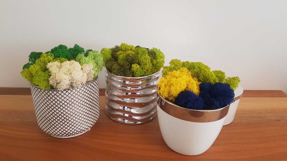 Кашпа със Скандинавски мъх