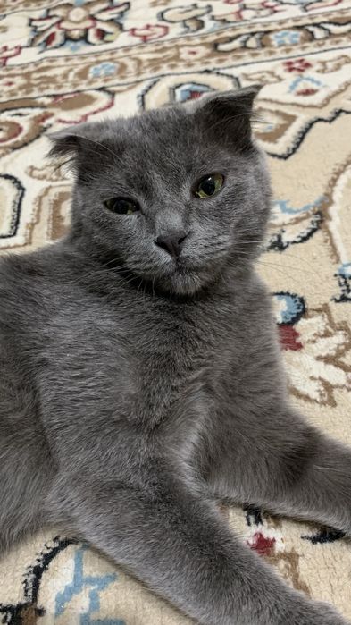 кот британски смешаный с шотланским