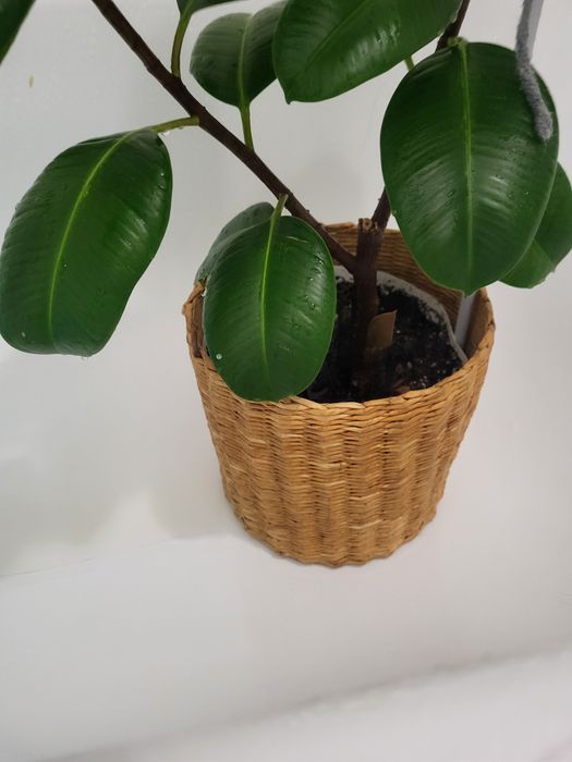 Продам фикус эластика