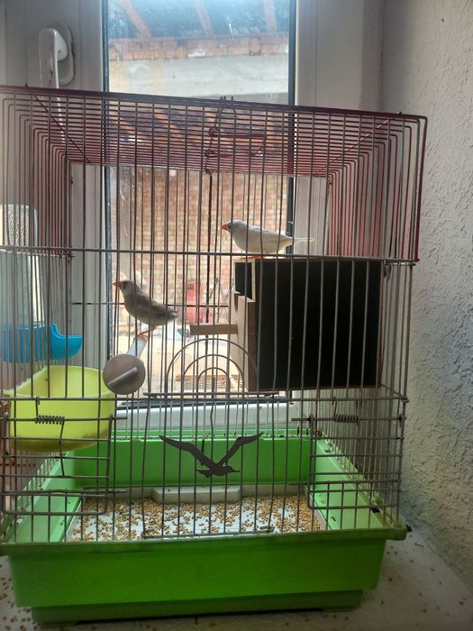 Qush amadinka bonus gul