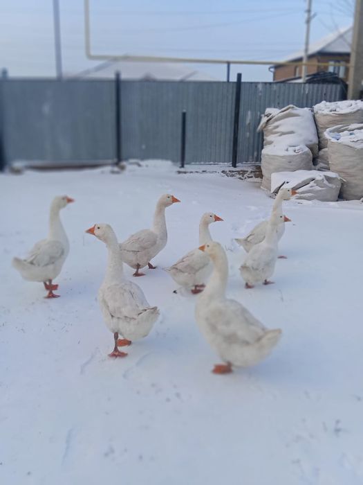 Гуси молодые домашние