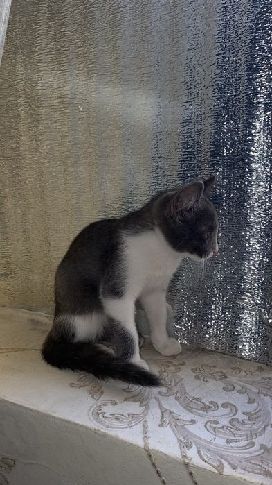 Mushuk bolasi kichkina pshik srochni hadya barladi