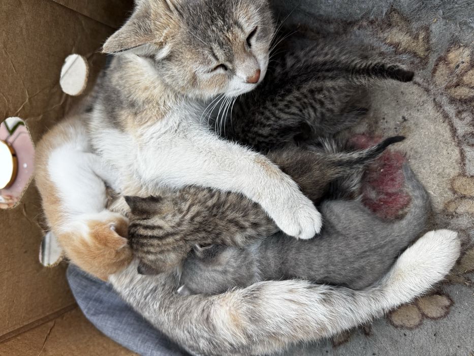 Отдам кошечку и 4 котята
