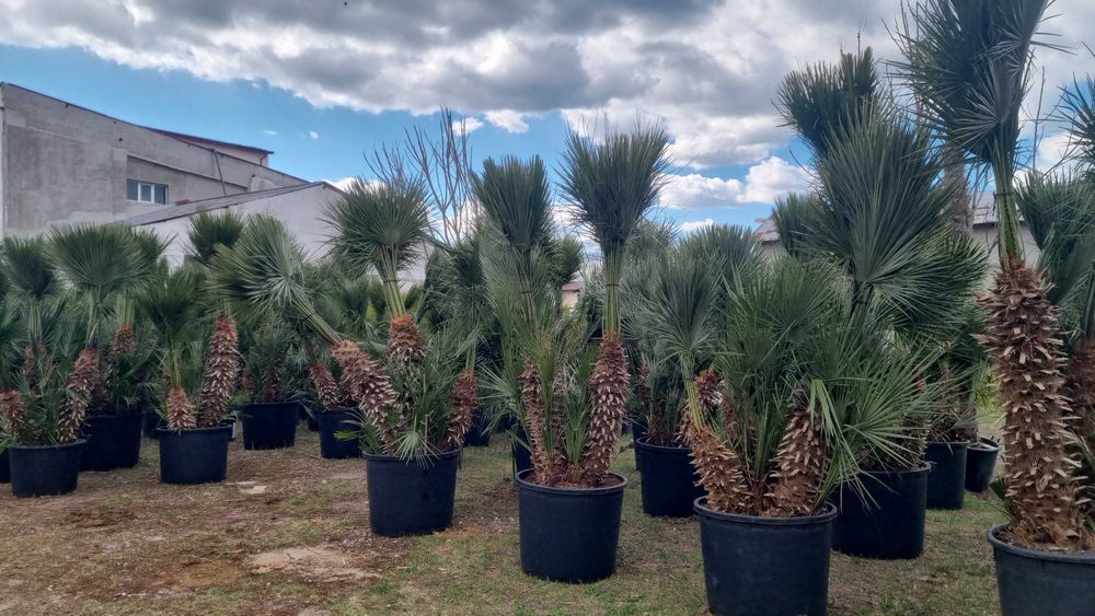 Palmieri rezistenti la frig la ghiveci livrare in toata tara