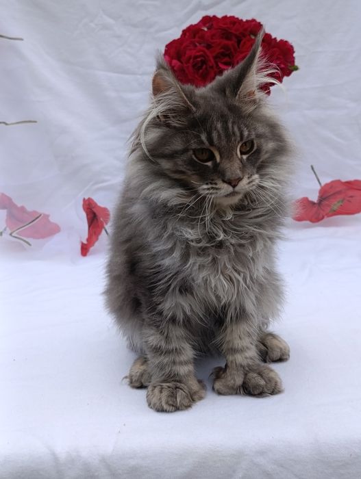 Котята породы Мейн-кун