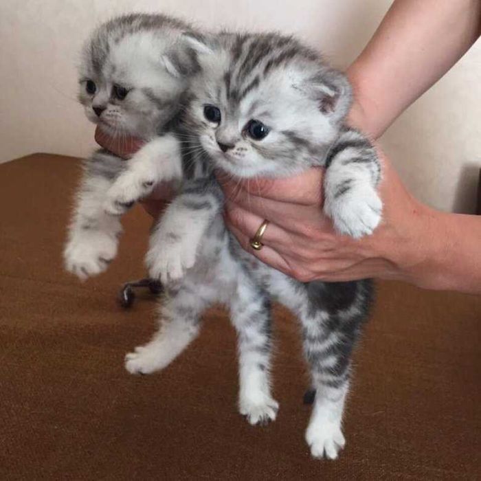 Вислоухие Скоттиш-Фолды