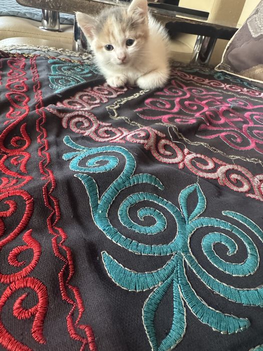 Котенок 3 месяца