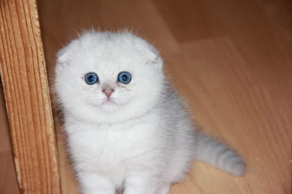 Вязка: Шотланский Скоттиш Фолд! Золотая шиншилла!