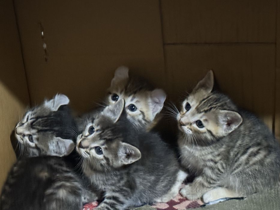 Котята полосатые