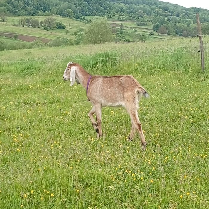 Vand capre de rasa