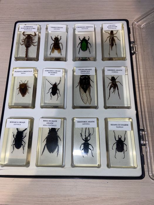 Colectie de insecte