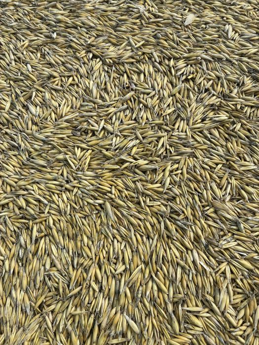 Ovaz calitate foarte buna anul 2025