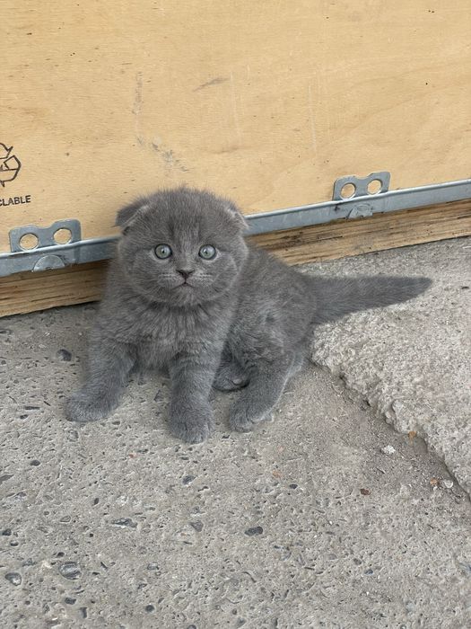 Fold mushukcha sotiladi