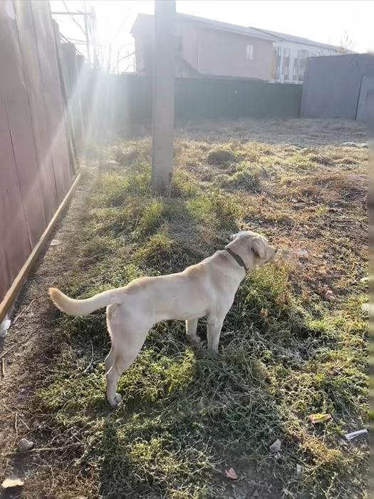 Срочно продам лабрадор цена 1деньь