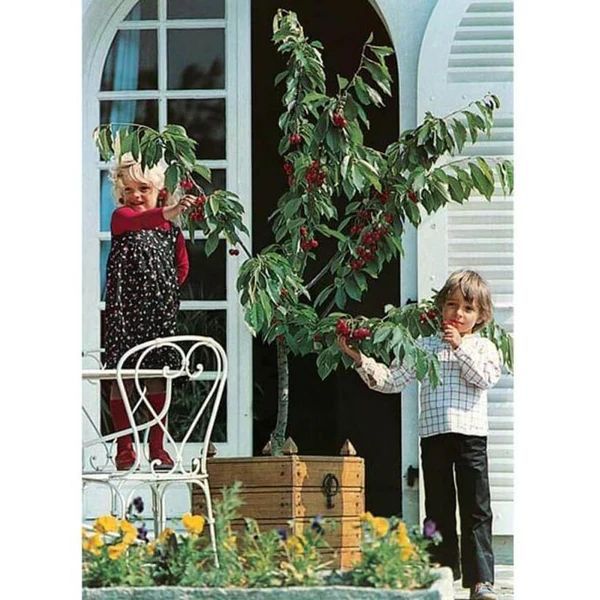 Pomi fructiferi pitici [Dwarf]soiuri de visini