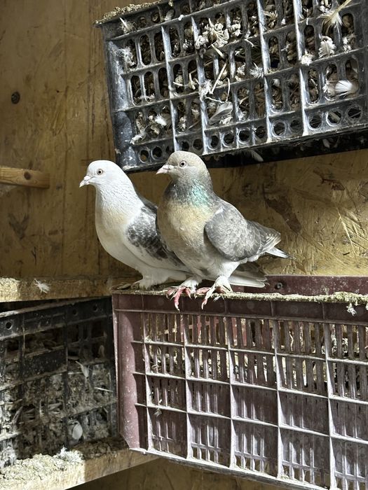 Продам голубей «Такла»