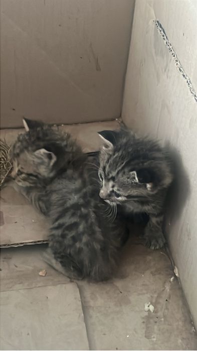 мальчик котенок ищет дом и семью