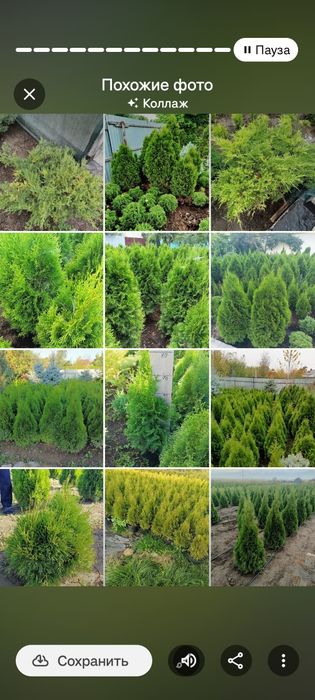 Продажа хвойных пород