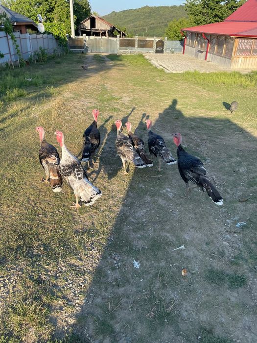 Curcani de tara de anul asta