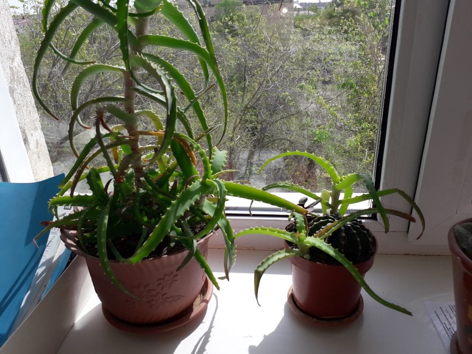 Алоэ, долларовое дерево, кактус