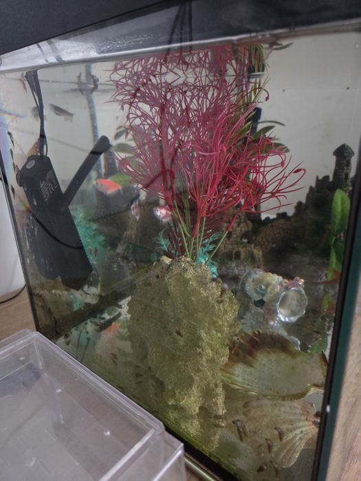 Vând acvariu 60 L cu accesorii si pești