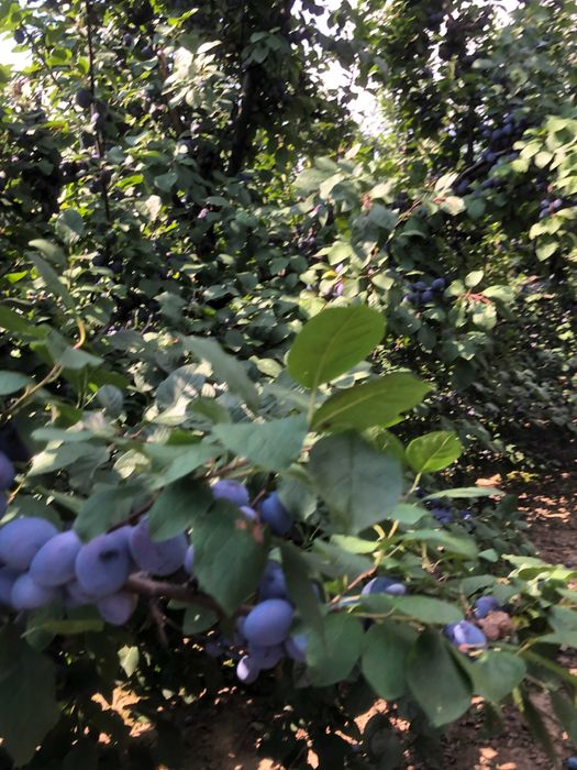 Vand prune pt consum si tuica