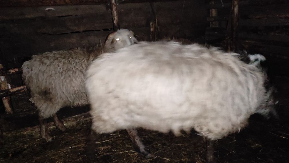 Продам баранов с откорма.