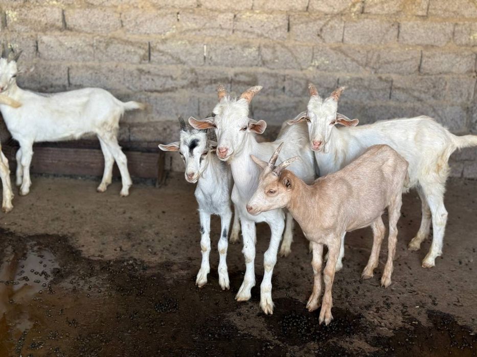 Zotdor echkilar 3 litrgacham sut beradi 3 tadan bolalidi