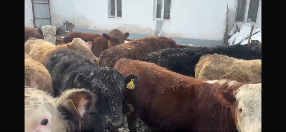 Бука, подсос, бұқа, баспак