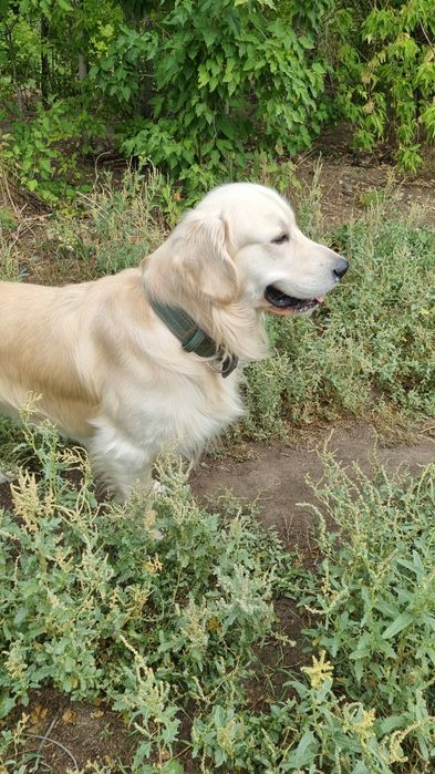 Вязка золотистого ретривера .