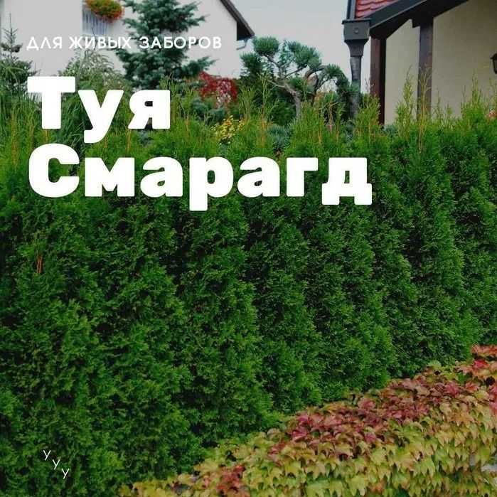 Озеленение участка посадка туй елей газон автополив