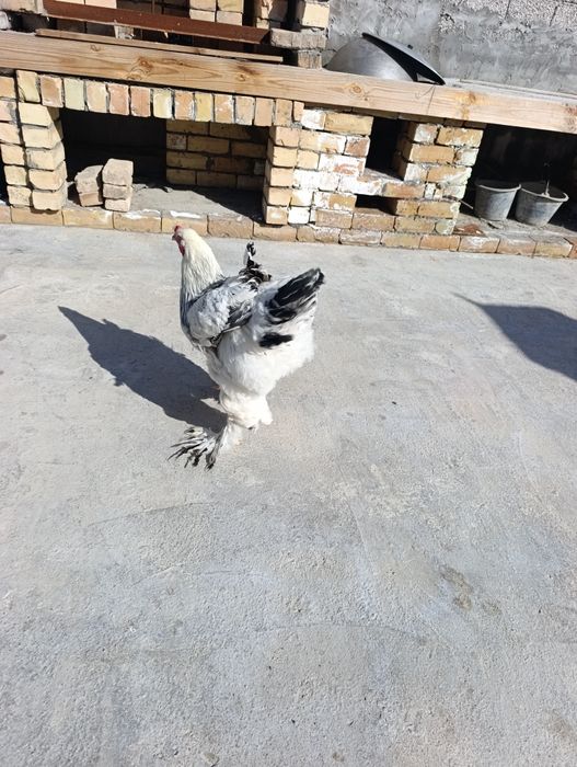 Продам Брама светлая