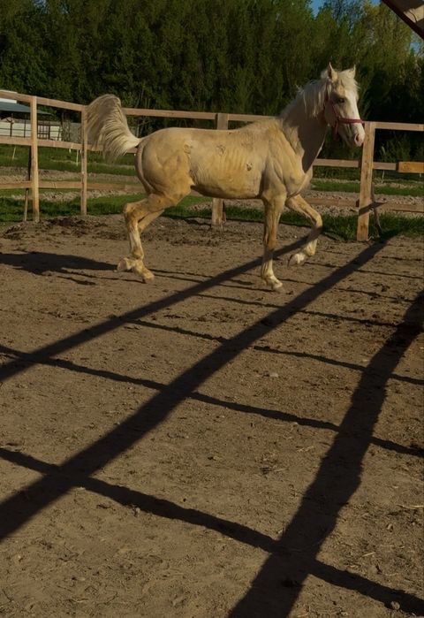 Продам лошадь жеребец