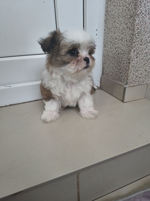 Shih Tzu in vârstă de 2 luni