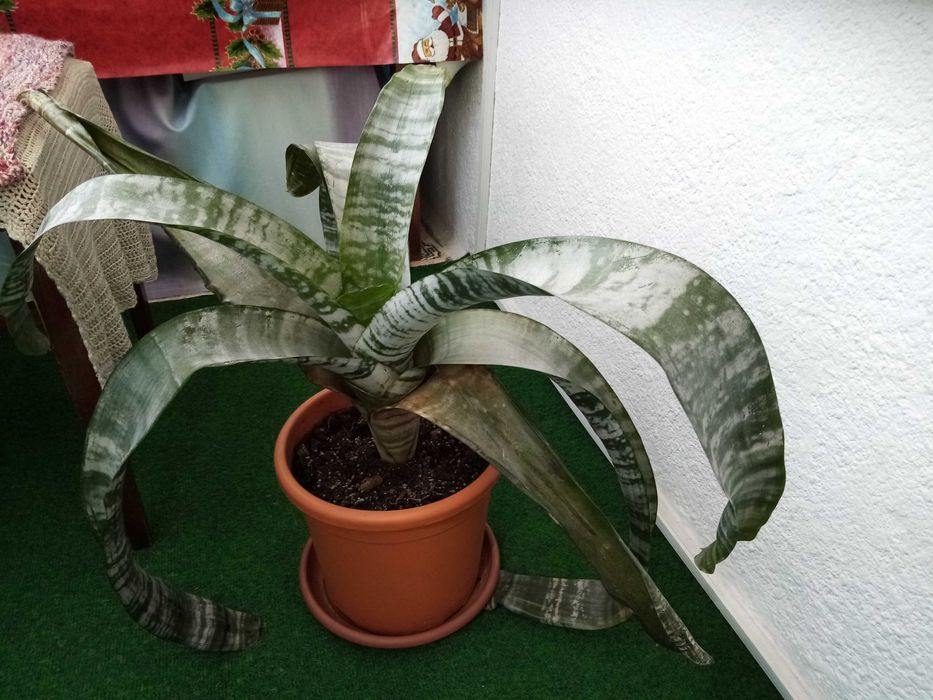 Vand o planta matura de interior Aechmea Primera