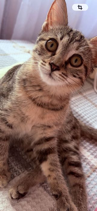 Котенок девочка ждёт семью