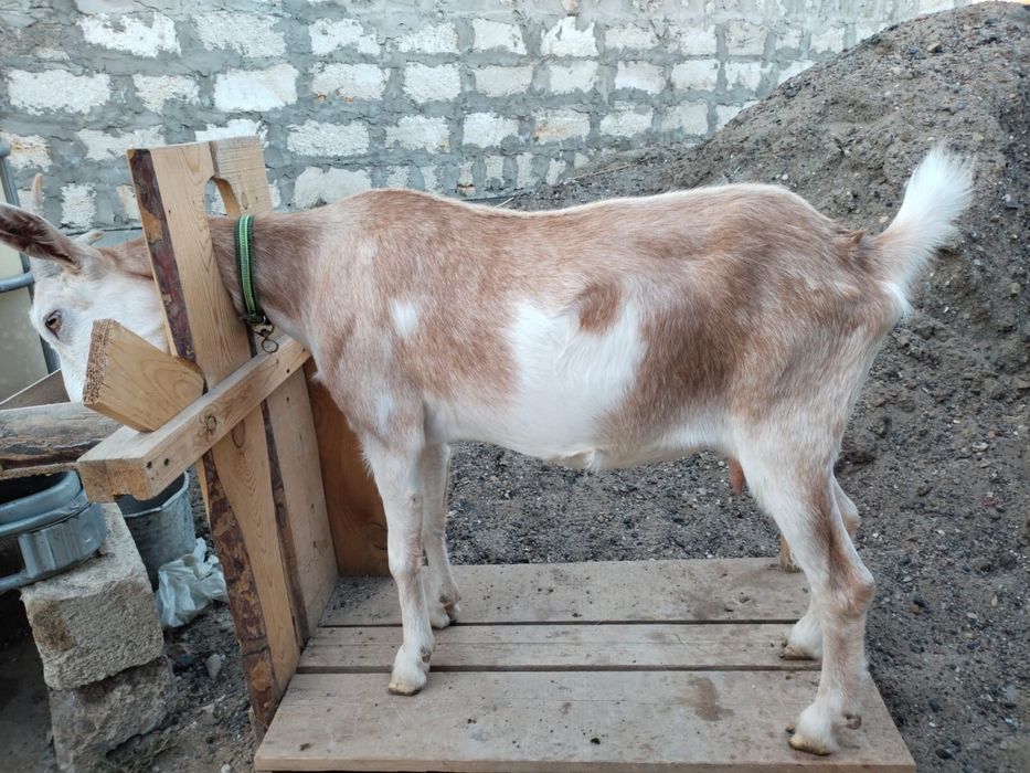 Продам зааненских молочных коз!