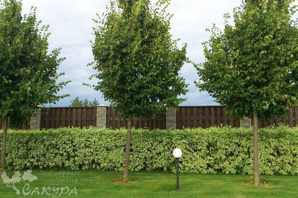 Растении для ландшафта