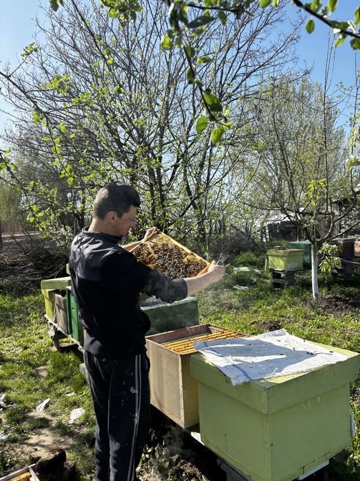 Miere naturală, BIO, de calitate superioară – direct de la producător
